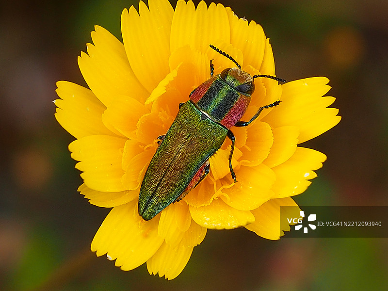 匈牙利金龟子 (Anthaxia hungarica)图片素材