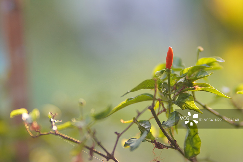 绿色红色泰国辣椒，Chilli Padi，在自然背景的花园中盛开，辣椒属（Capsicum annuum）图片素材
