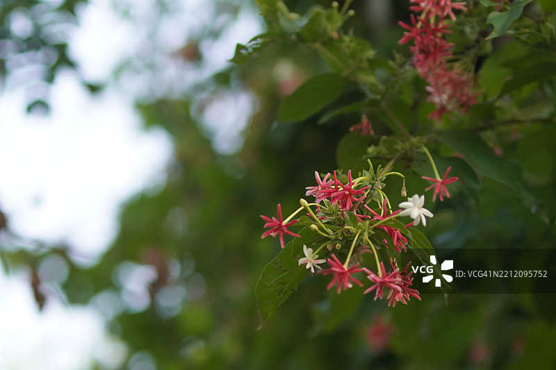 缅甸藤、中华忍冬、醉船人、印度合欢，德菲利普斯命名的红色、粉色和白色花朵在模糊的自然背景中盛开于花园。图片素材