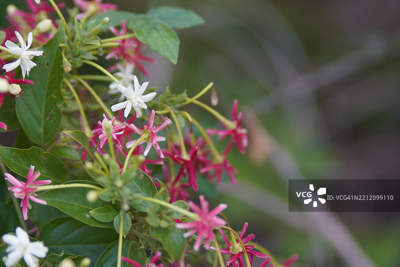 缅甸藤、中华忍冬、醉船人、印度合欢，德菲利普斯命名的红色、粉色和白色花朵在模糊的自然背景中盛开。图片素材
