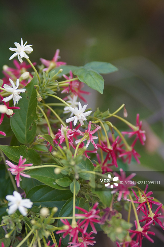 缅甸藤、中华忍冬、醉船人、印度合欢，德菲利普斯命名的红色、粉色和白色花朵在花园中绽放，背景模糊的自然景观。图片素材