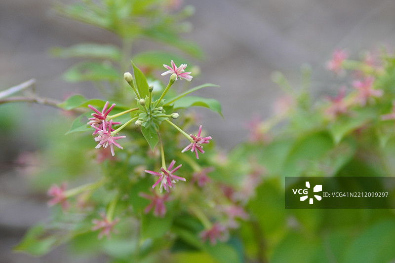 缅甸藤、中华忍冬、醉船人、印度合欢，德菲利普斯命名的红色、粉色和白色花朵在模糊的自然背景中盛开。图片素材