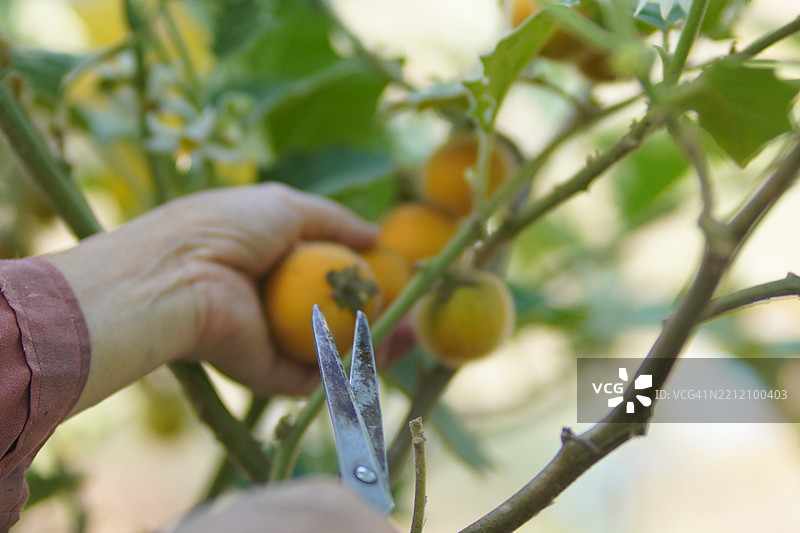 无花果图片素材
