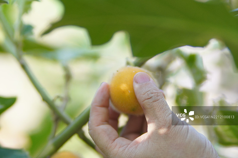 无花果图片素材