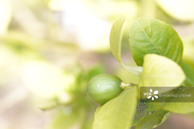 模糊自然背景中的白色花朵和树上的柠檬，酸味水果青柠的绿色植物图片素材