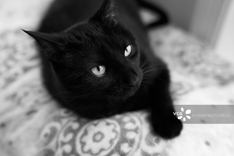 黑猫在毯子上放松图片素材