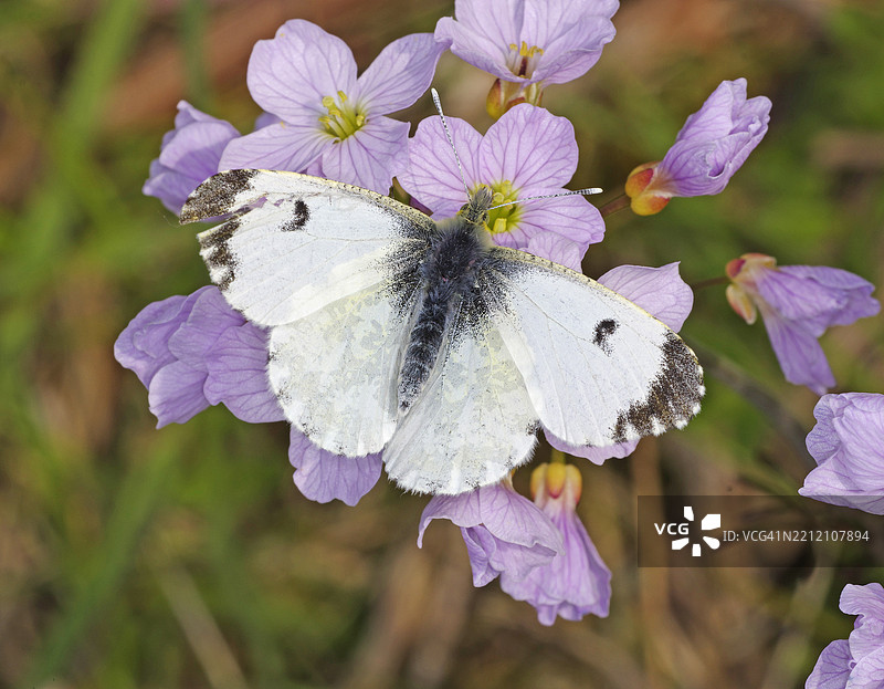 橙尖蝶 [Anthocharis cardamines]图片素材