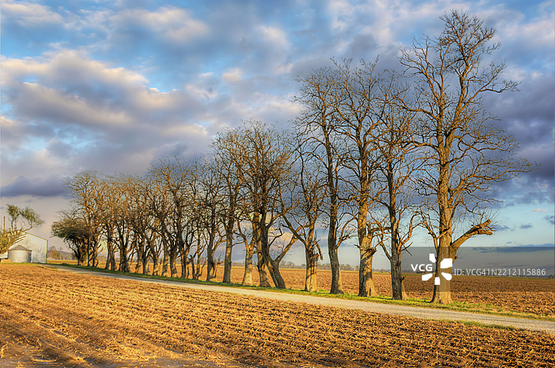 沿着碎石路的树木行列图片素材