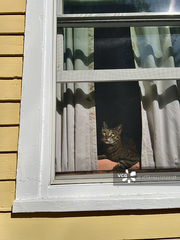 猫在屋内望向窗外图片素材