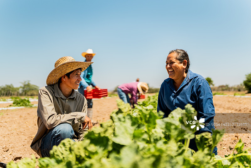 农民在农田里收割西葫芦图片素材