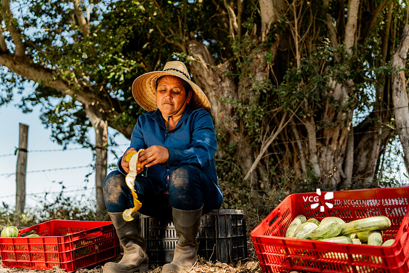 成熟的农妇在农场休息时剥橘子图片素材