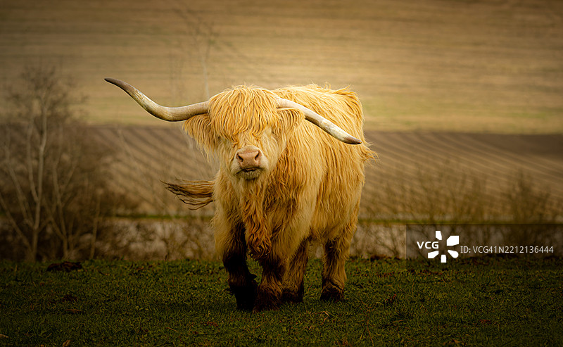 这个酷女孩一定叫做疯狂的角。图片素材
