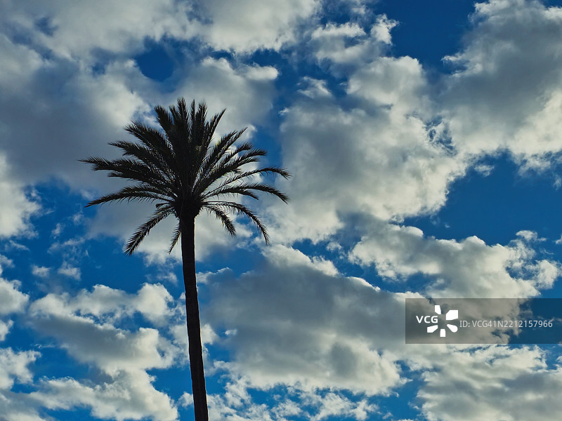 向上仰望的棕榈树图片素材