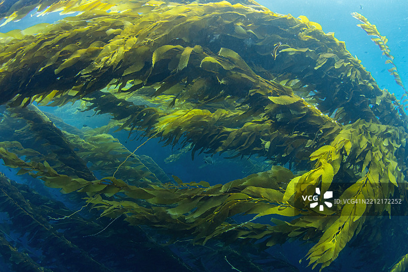 海藻森林图片素材