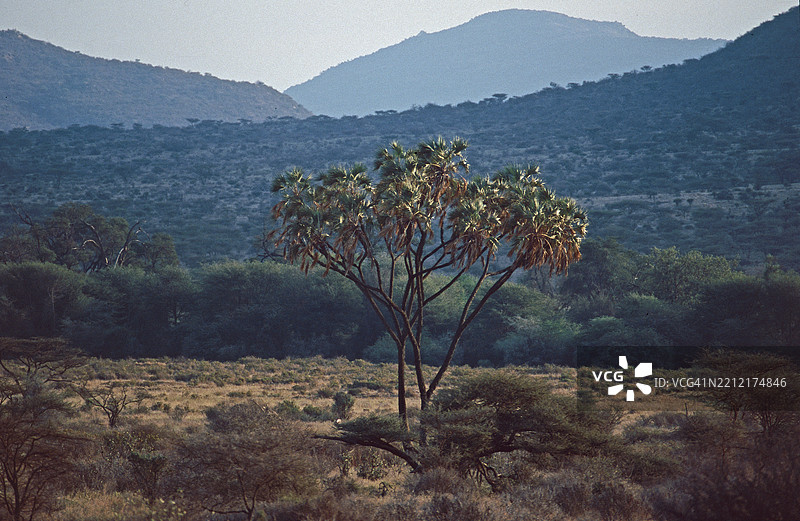 杜姆棕榈树图片素材