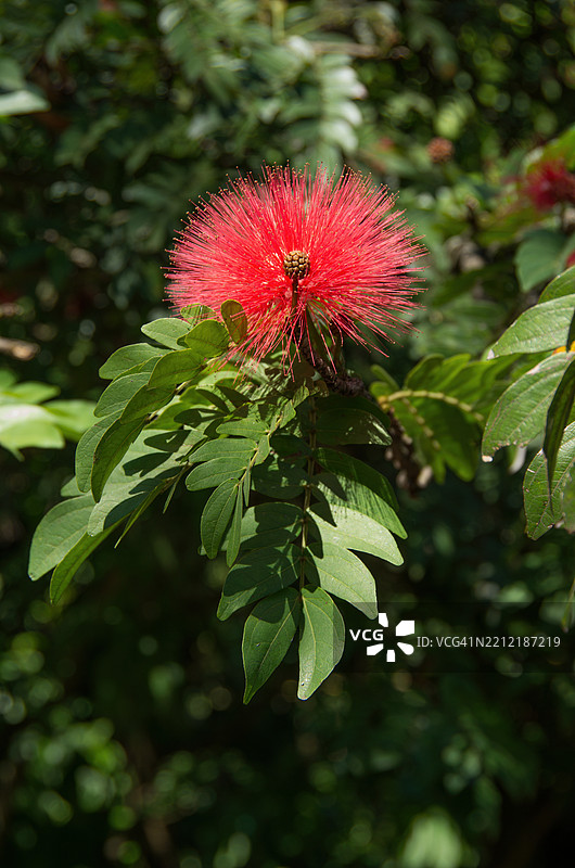 红色粉扑树花（Calliandra属）盛开图片素材