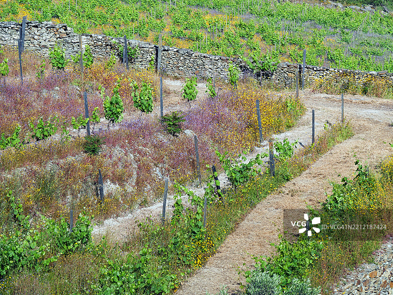 在葡萄牙杜罗河谷的平哈奥种植的葡萄藤。没有人。阳光。自然色彩。图片素材