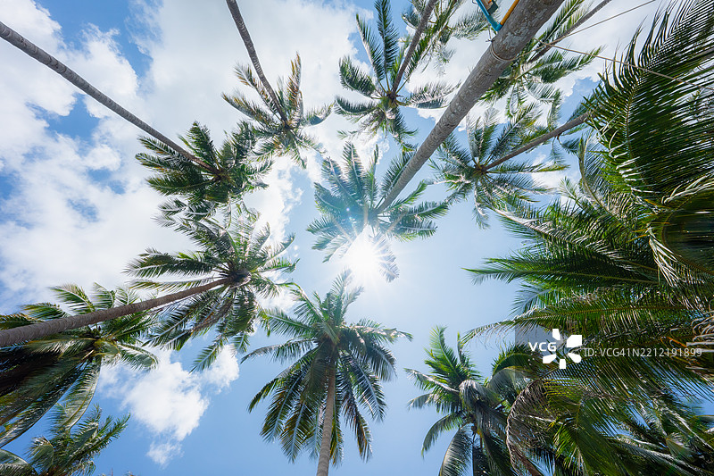 蓝天下的椰子树图片素材