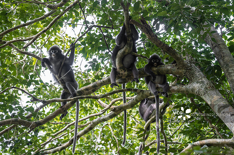 乔弗雷氏蜘蛛猴（Ateles geoffroyi）在树枝上放松图片素材