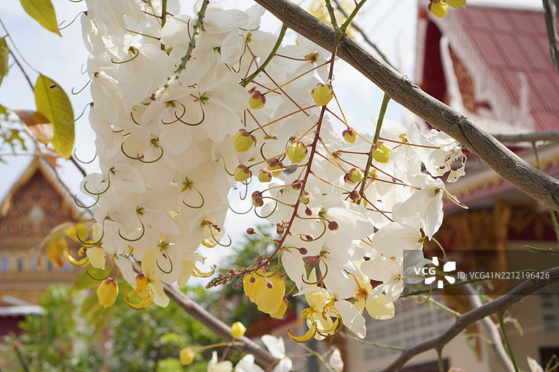 白花黄槐 Fabaceae图片素材