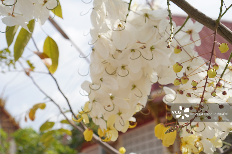 白花黄槐 Fabaceae图片素材