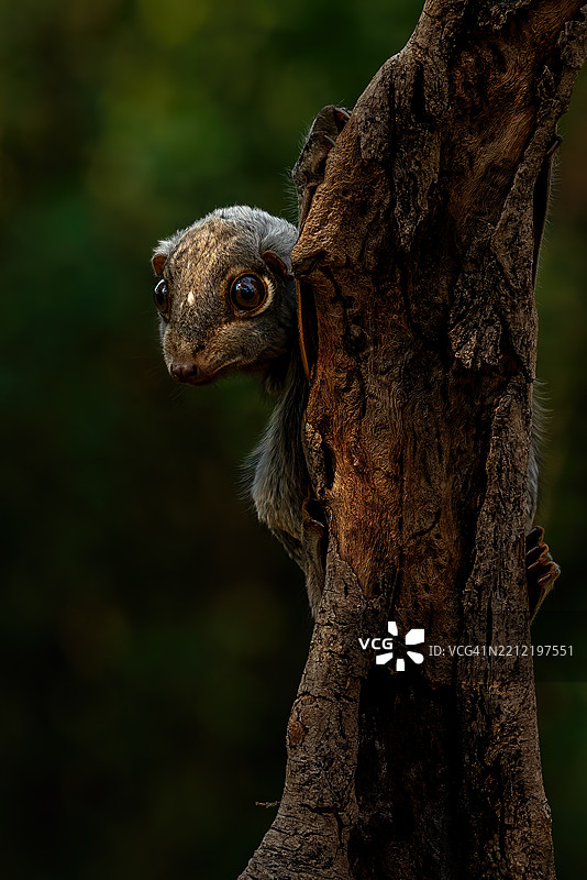 巽他飞狐图片素材