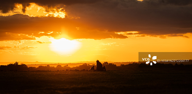 黄昏时分的狒狒图片素材