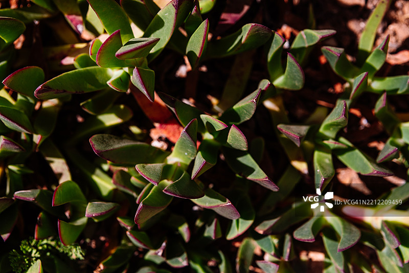 海无花（Carpobrotus Chilensis）多肉植物。图片素材