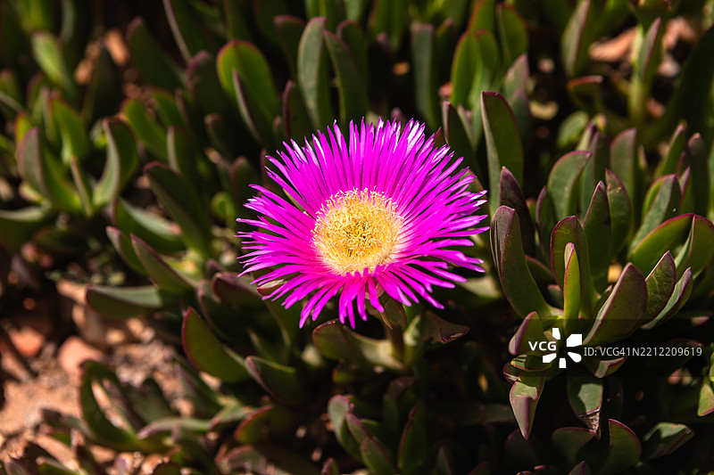 紫色海无花果（Carpobrotus Chilensis）多肉植物。图片素材