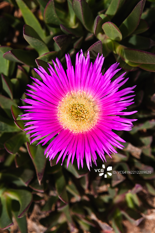 紫色海无花果（Carpobrotus Chilensis）多肉植物。图片素材