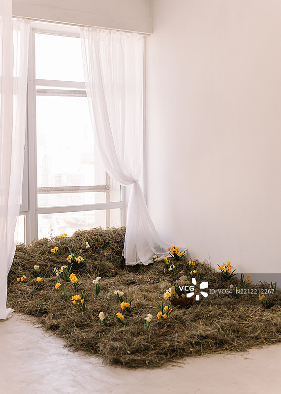 草地和干草上装饰着盛开的花朵，黄色水仙花在白色背景上。留出文字位置。图片素材