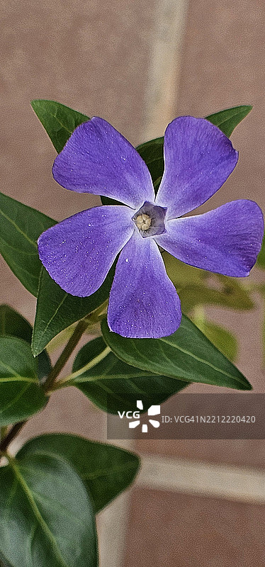 开花的长春花图片素材