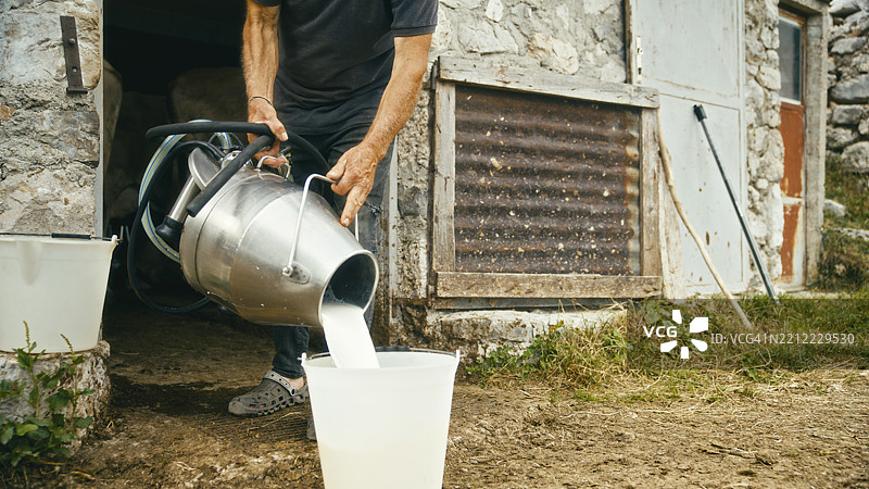 在高地农场倒新鲜牛奶图片素材