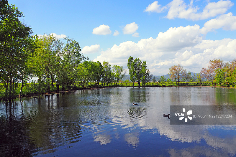 宁静的池塘，四周环绕着树木，倒映着云朵图片素材