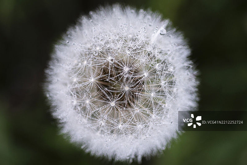 带水珠的白色蒲公英球图片素材