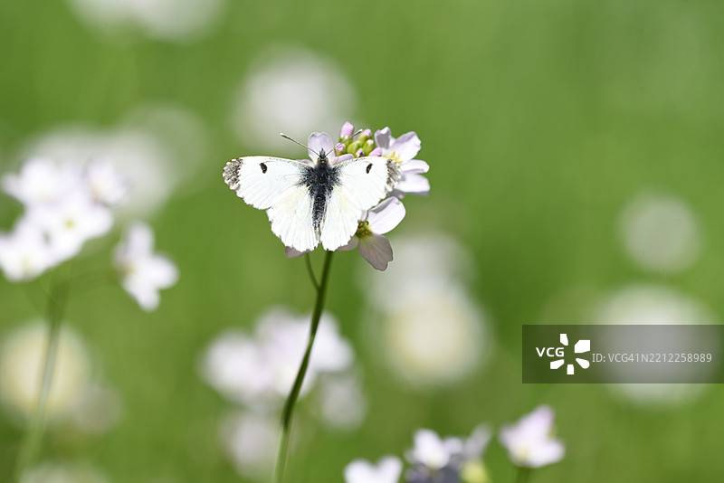 美丽的自然图片素材
