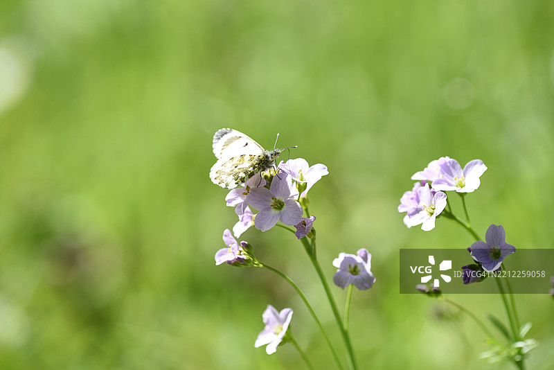 带蝴蝶的紫花地丁图片素材