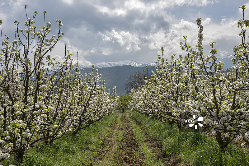 土耳其布尔萨省凯斯特尔区的樱花图片素材