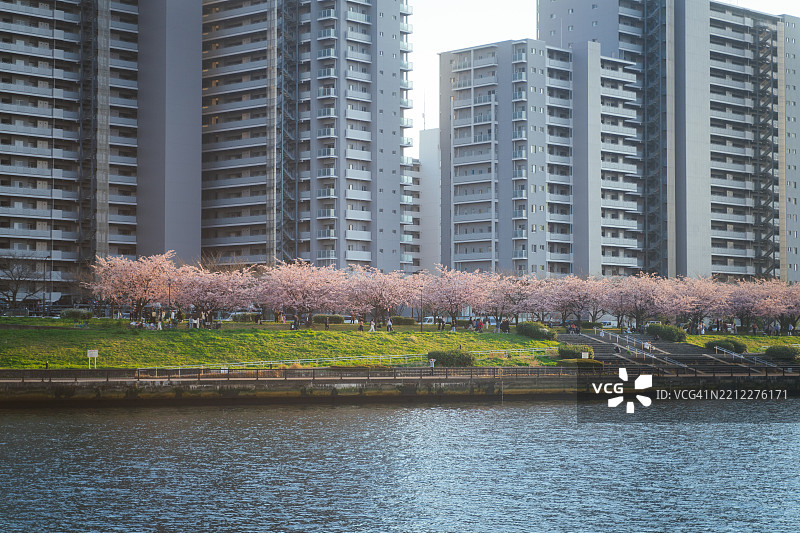 在春天的东京，种植在隅田川岸边的樱花盛开，形成一片连绵的粉色花海。这一令人惊叹的景象可以在潮见公园看到，那里是东京著名的樱花观赏地点之一。图片素材