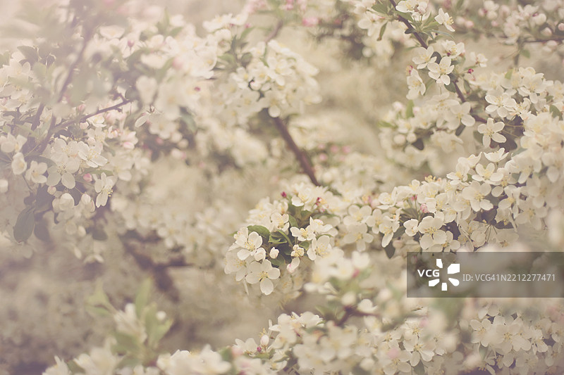 春天盛开的树图片素材