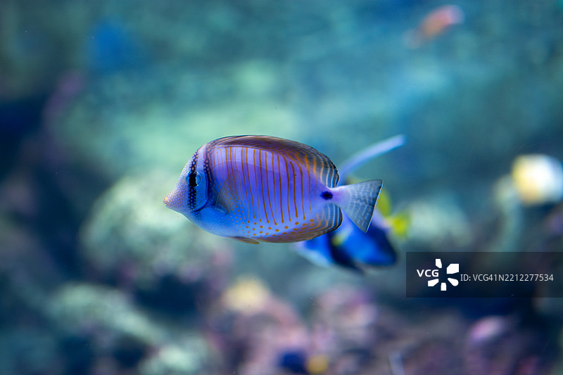 斑马鱼（Sailfin tang，外科鱼）在水族箱中游泳图片素材