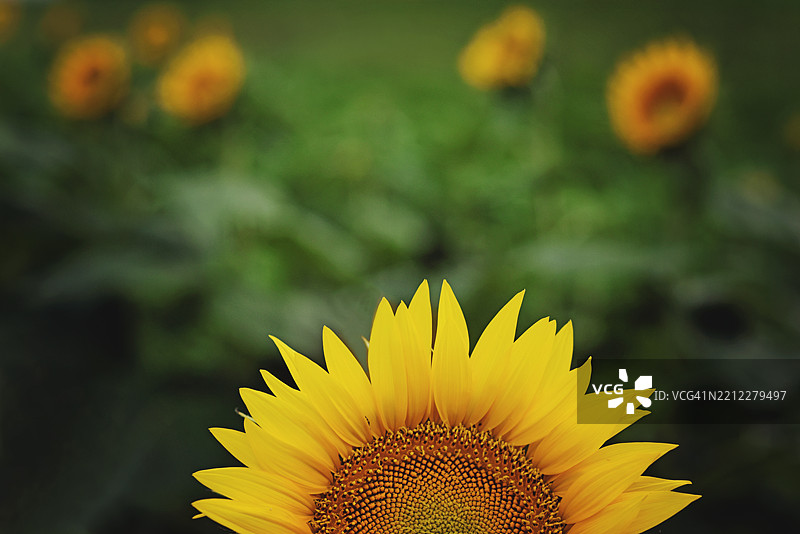 向日葵在向日葵田中图片素材