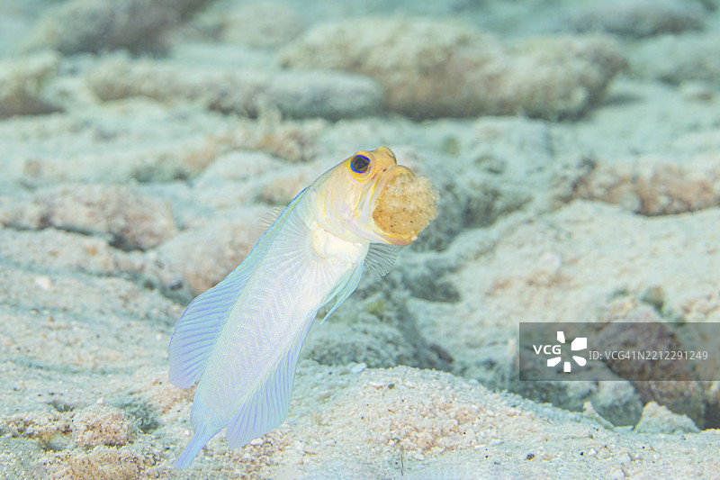jawfish6Nov23-24图片素材
