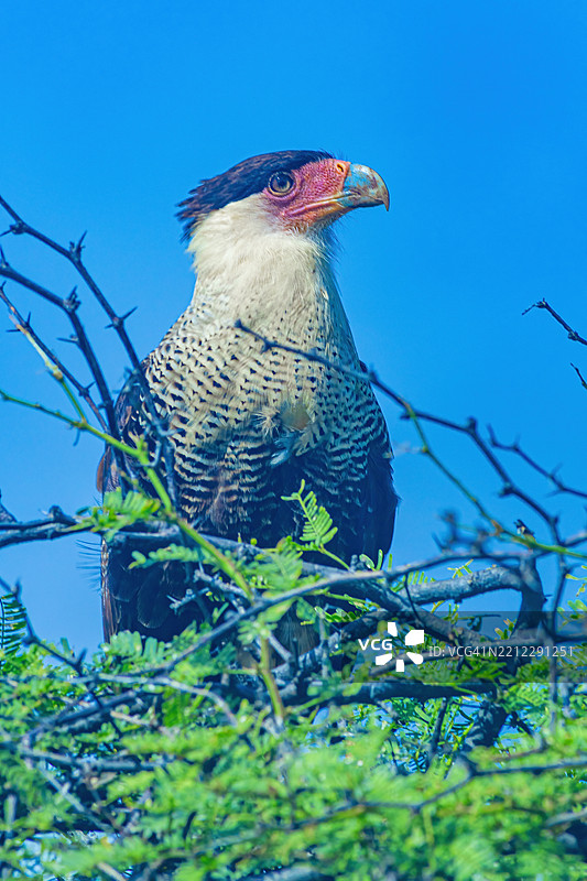 卡拉卡拉11月23-24日图片素材