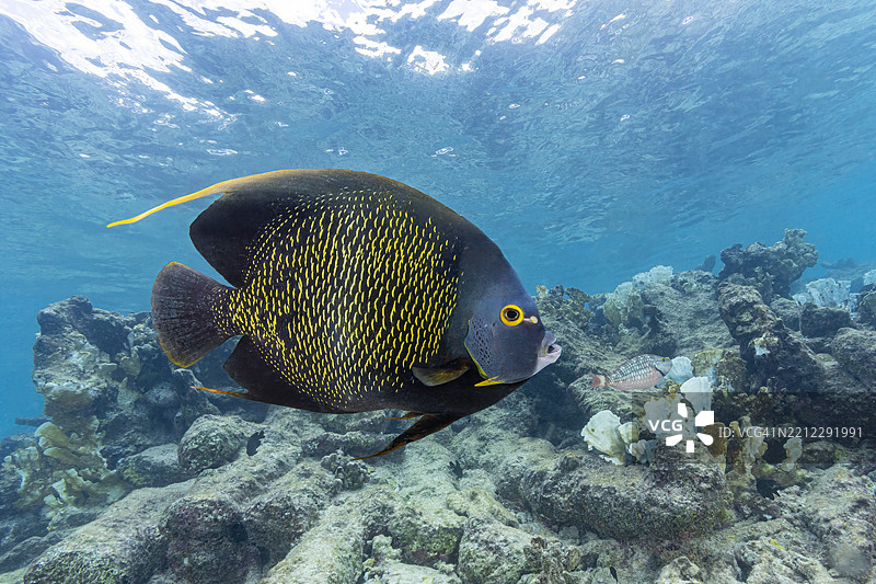 天使鱼3号 2021年11月21日至24日图片素材