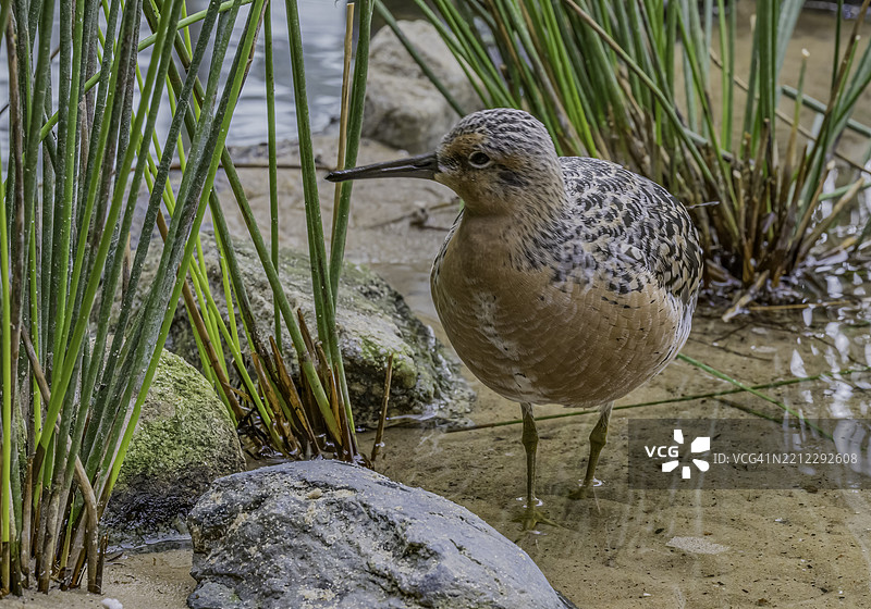 红结鸟（Calidris canutus）是一种中等大小的滨鸟，主要在加拿大、欧洲和俄罗斯的北极苔原和北极山脉繁殖。加利福尼亚州蒙特雷湾。图片素材