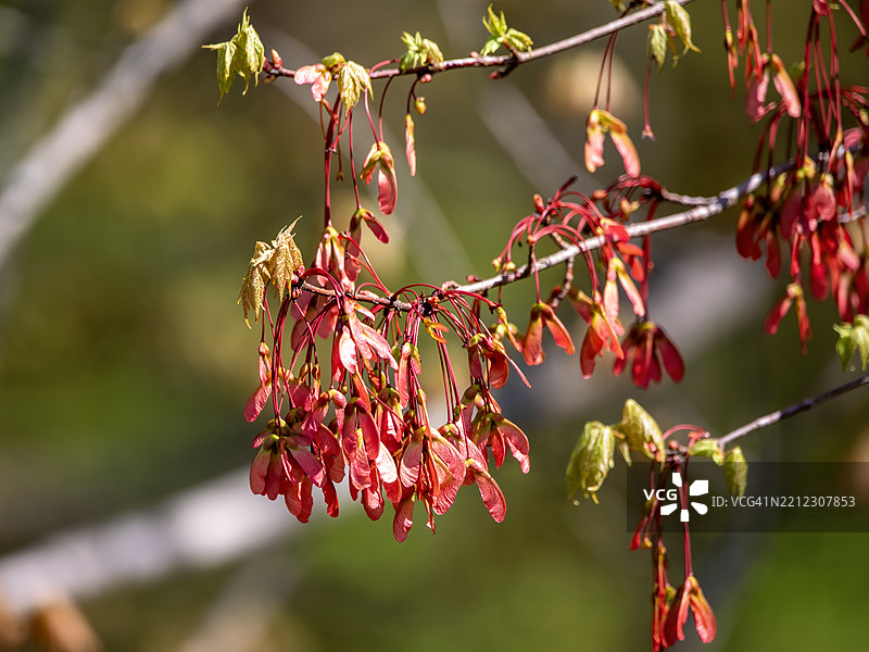 红枫种荚图片素材