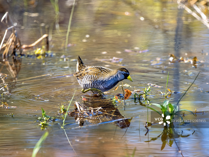 池塘中的天鹅图片素材