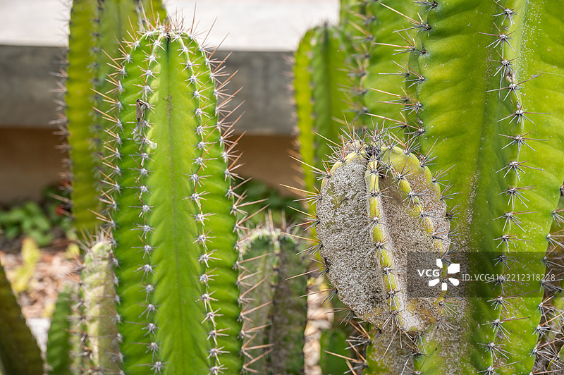 仙人掌科的仙人掌受到介壳虫的侵害，虫子附着在植物上吸食汁液。图片素材