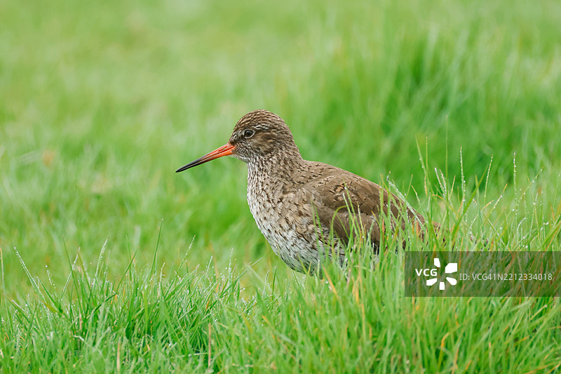一只红腿鹬（Tringa totanus）在春天的草地上觅食。图片素材